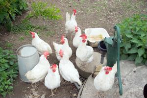 With egg prices on the rise, is it worth owning your own chickens?